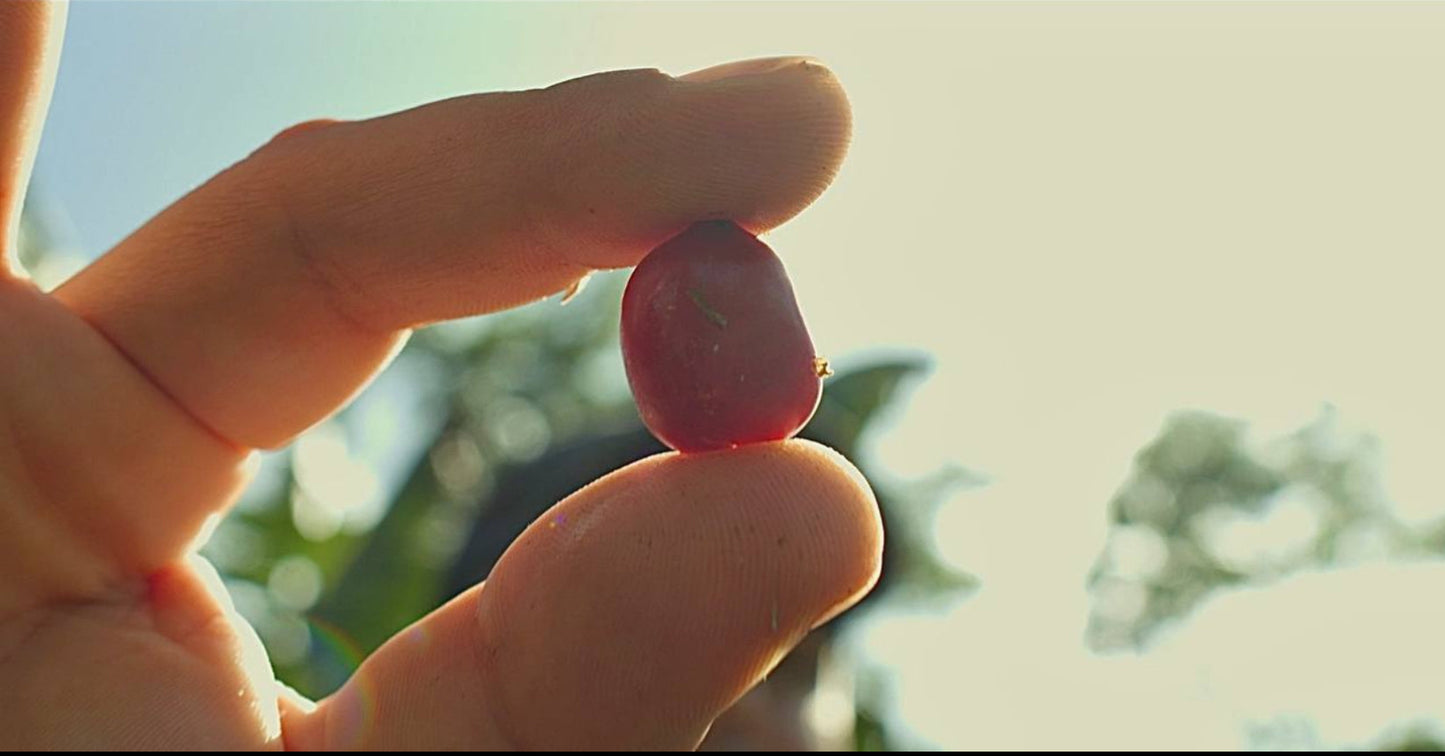 John Wilmer Cuellar Rodriguez - Acevedo, Huila, Colombia