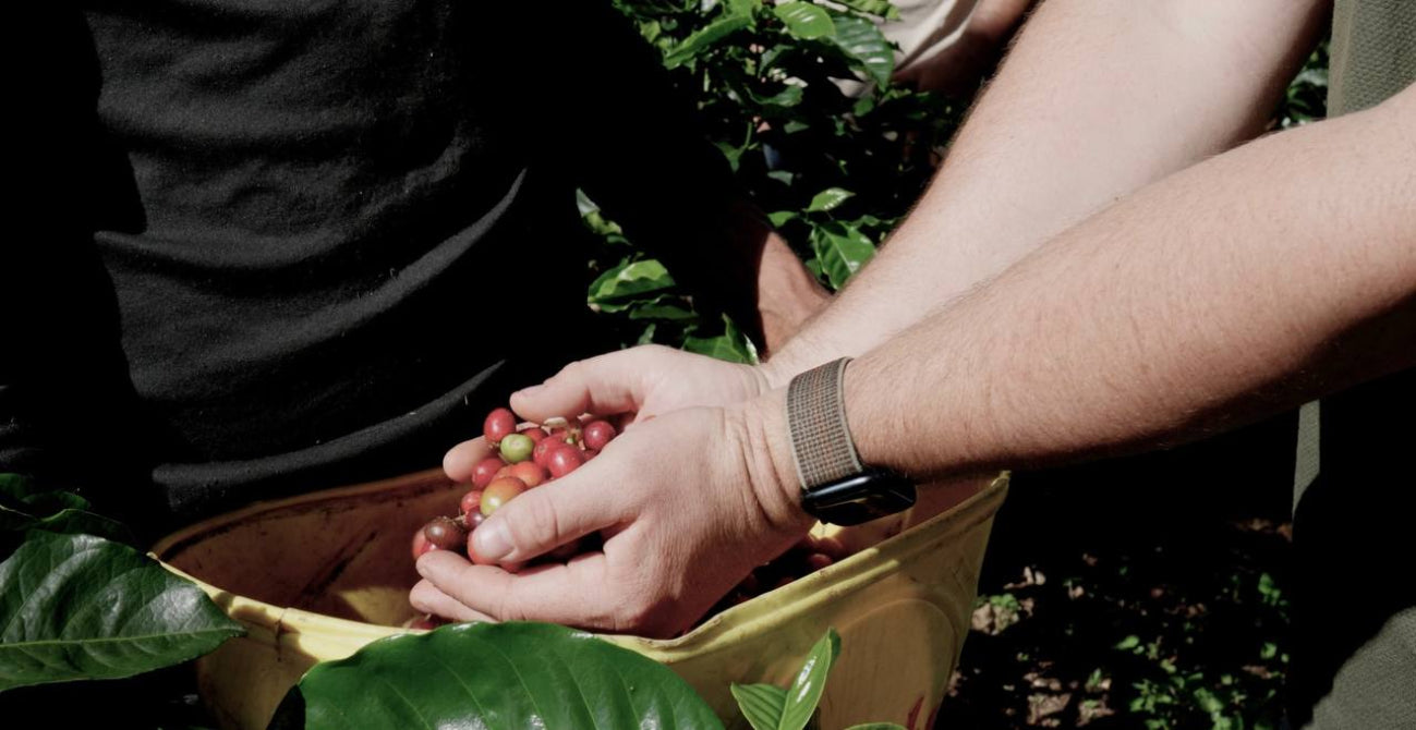 John Wilmer Cuellar Rodriguez - Acevedo, Huila, Colombia